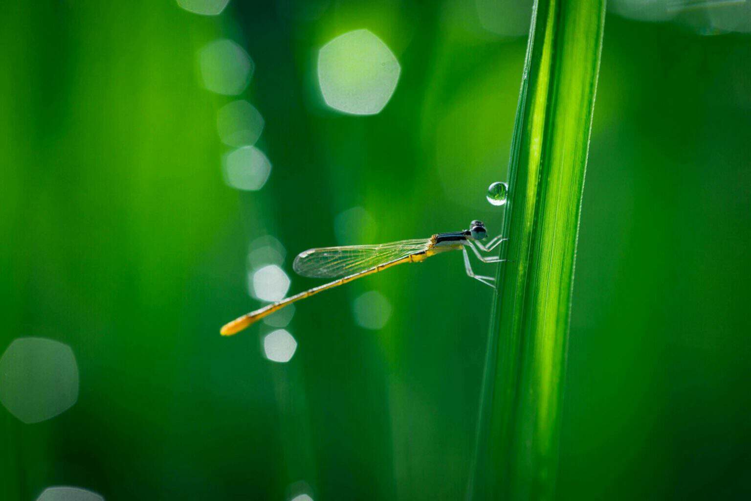 Libelle op grasblad in groene natuur, macrofoto.