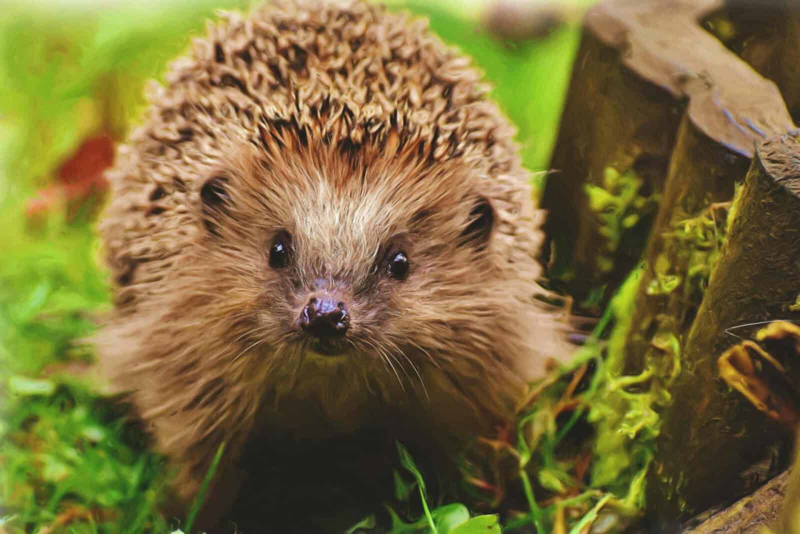 Schattige egel in natuurlijke omgeving bij MoerBoerBos.