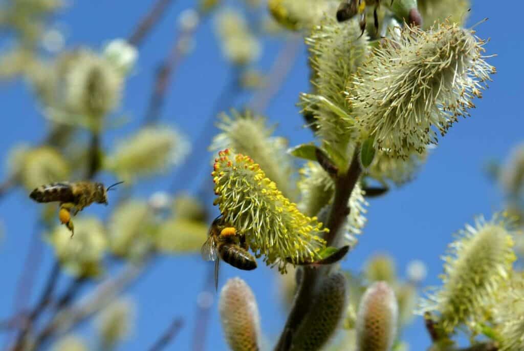 Bijen verzamelen nectar van de bloemen van de moerboerbos.