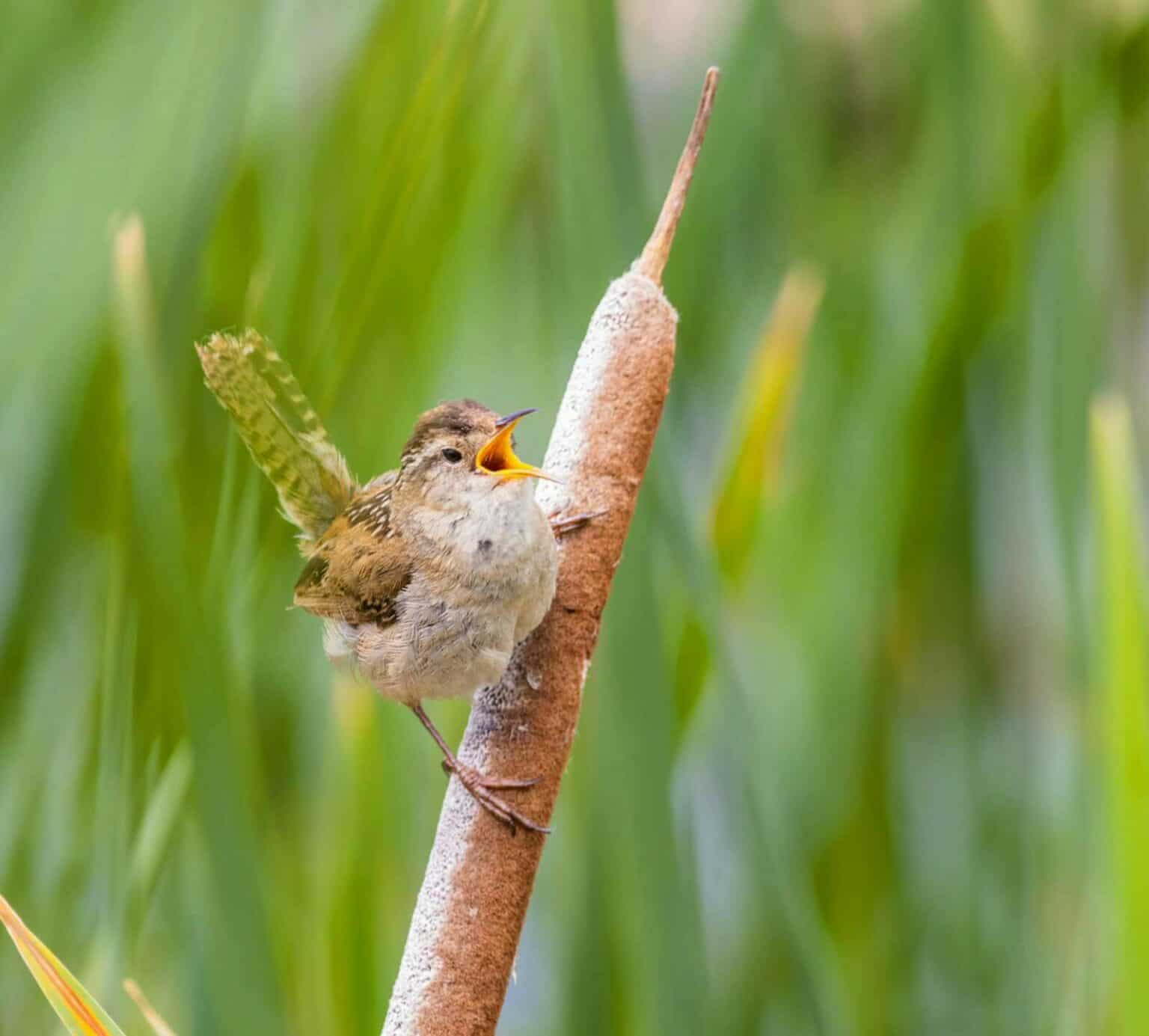 Klein vogeltje zingt op riet in natuurlijke omgeving.